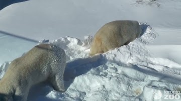 Toronto Zoo Polar Bears Enjoy Their Snow Day ❄️