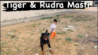 Tiger & Rudra Masti @TheRottReloaded