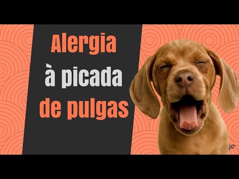 Alergia à Picada de Pulgas em cães e gatos: Descubra as causas e sintomas (2018)