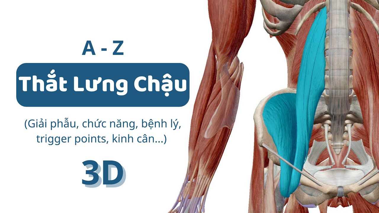 #7: Cơ Thắt Lưng Chậu (3D) | A-Z đặc điểm các nhóm cơ