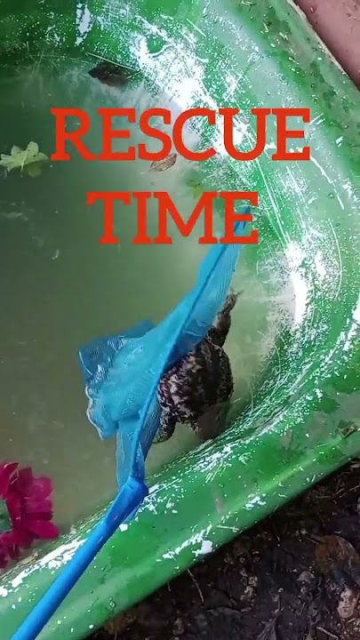 drowning toad being rescued, so funny