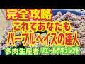 【多肉植物】【達人シリーズ】これであなたもパープルヘイズの達人2026年7月4日