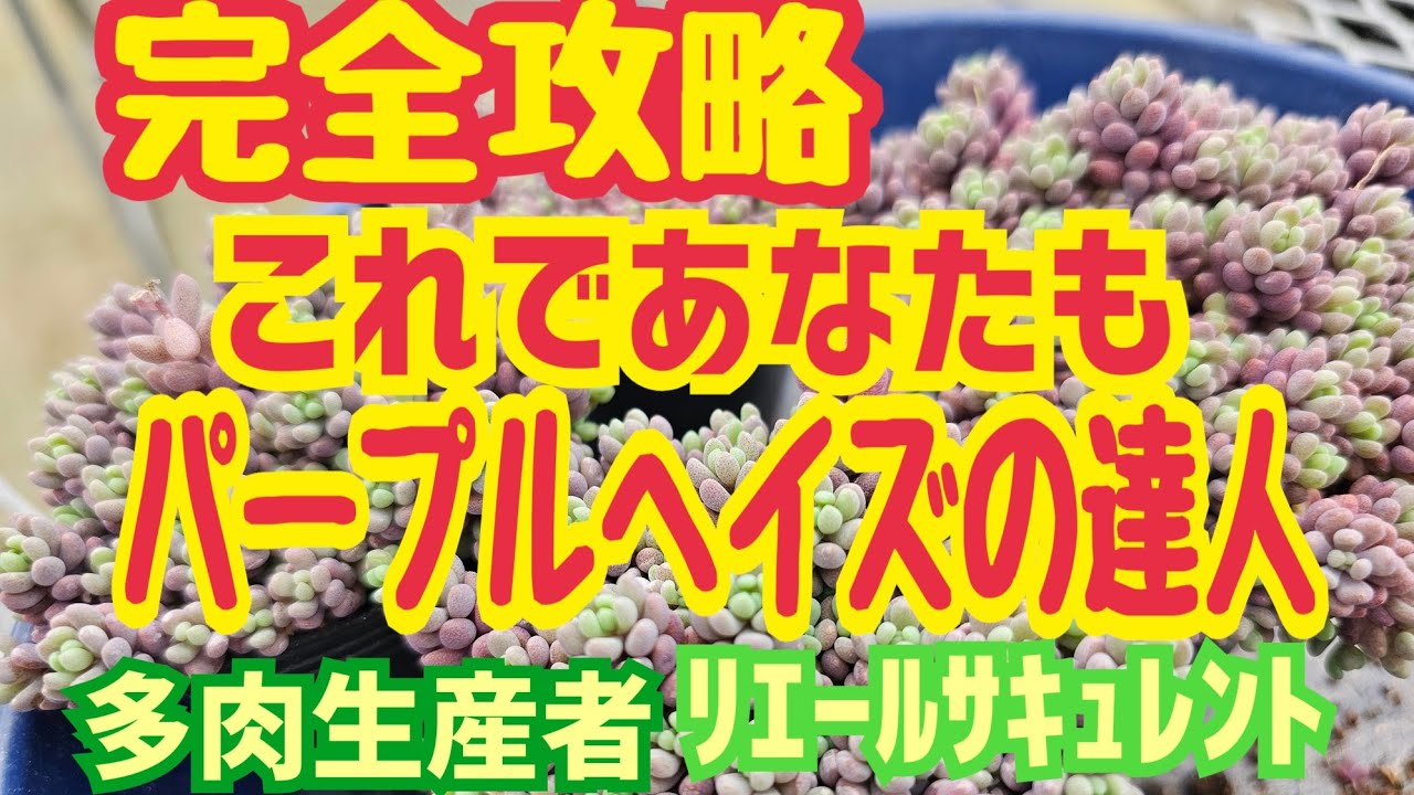 【多肉植物】【達人シリーズ】これであなたもパープルヘイズの達人2026年7月4日