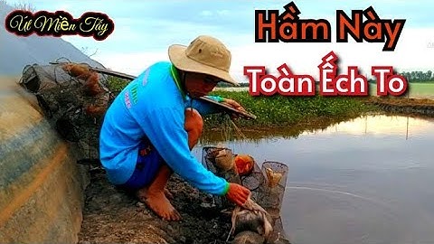 Đặt Lợp Ếch Khu Hầm Cập Vườn Mít Toàn Ếch To// Út Miền Tây