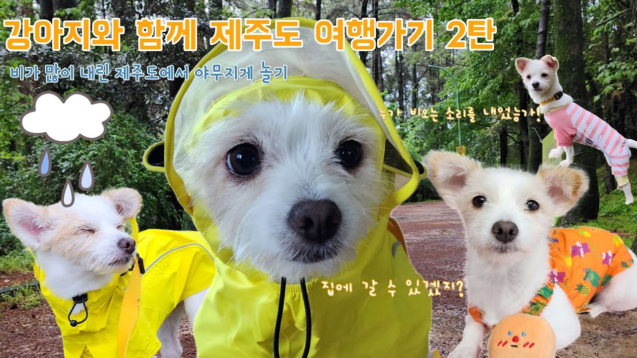 vlogㅣ강아지와 제주도 여행 2탄ㅣ비 내리는 제주ㅣ우중산책ㅣ맛집추천ㅣ관광지추천ㅣ유기견입양