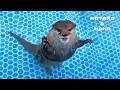 カワウソも盆踊りをおどれるんじゃ! Will Otters Dance to Festival Drums?
