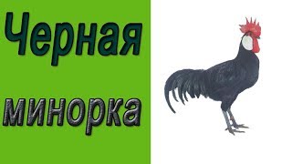 Минорка. Порода кур черная минорка Минорка. Порода кур черная минорка
