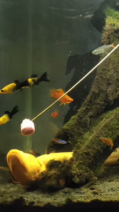 Belut ALBINO super ganas