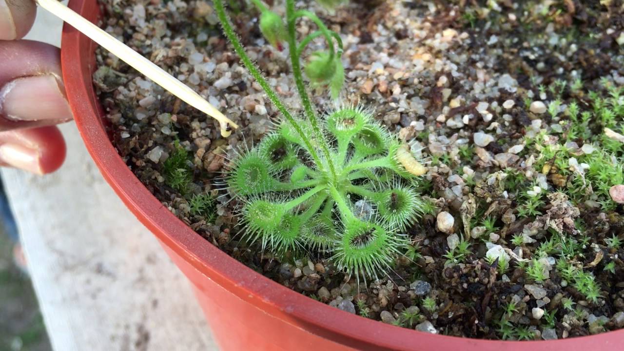 Drosera glanduligera