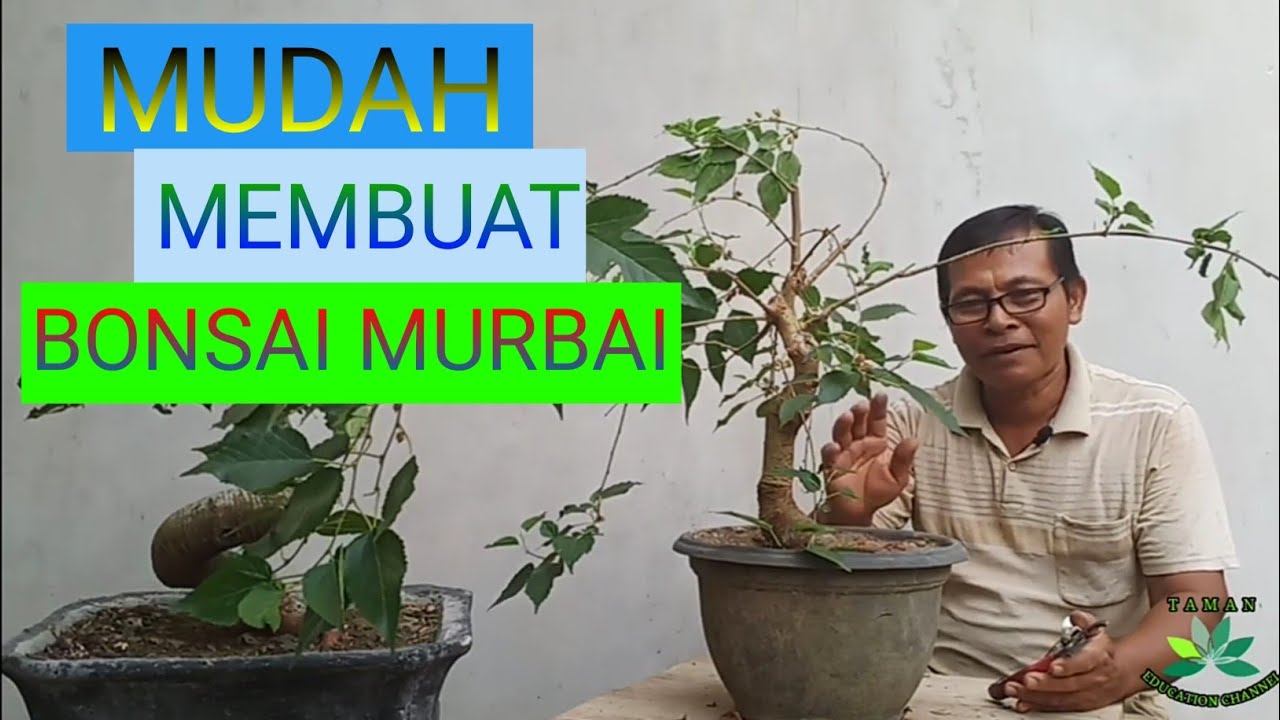 Cara Membuat Bonsai Murbai Morus Youtube