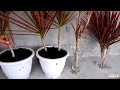 How to Propagate Dracaena Colorama / Marginata Cuttings by Water and Soil