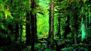 Message to Bears - At A Glance