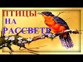 1.30 Час - Настоящий Рассвет Соловей и Другие Птицы/ Latvian Nightingale & Other Birds Sounds