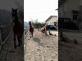 (3)26歳春。#サチモ #仲間との時間 #horse #引退競技馬