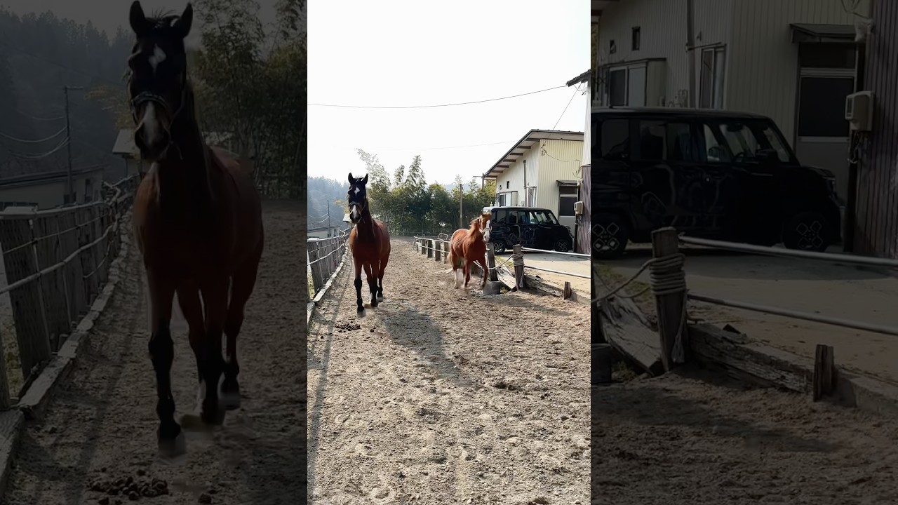(3)26歳春。#サチモ #仲間との時間 #horse #引退競技馬