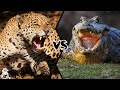 Jaguar VS Caiman - Who is The King of The Amazon Rainforest?