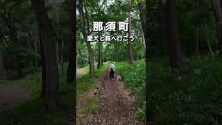 ワンコと歩く木漏れ日散歩が最高すぎる件