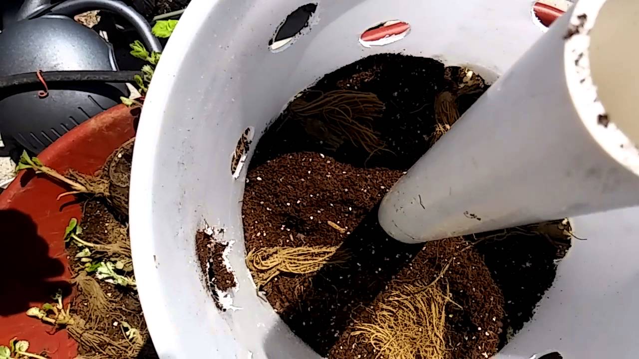 How To Plant Strawberries In Buckets Youtube