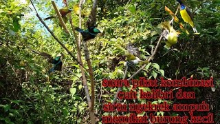 campursari suara pikat burung cipow dan kolibri ampuh untuk memikat burung kcil