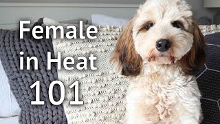 FEMALE DOG IN HEAT 101: Tips and advice on what to do when you puppy goes into season