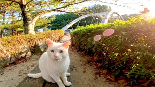 ベンチにいた白猫ちゃんを撫でると時々返事をしてカワイイ