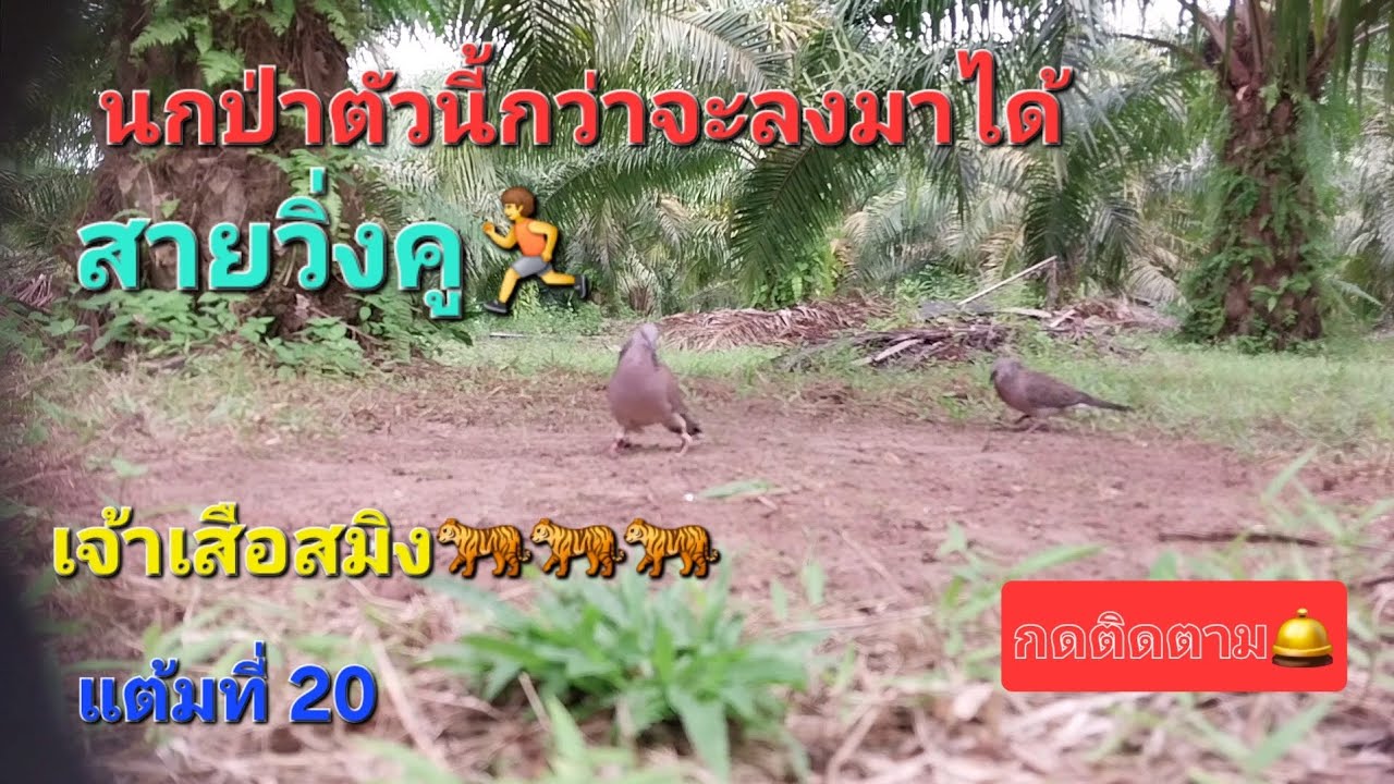 นกต่อดิน สายวิ่งคู มาเล100 #เจ้าเสือสมิง🐅🐅🐅 #นกเขาใกญ่ #นกต่อดิน #สายวิ่งคู 