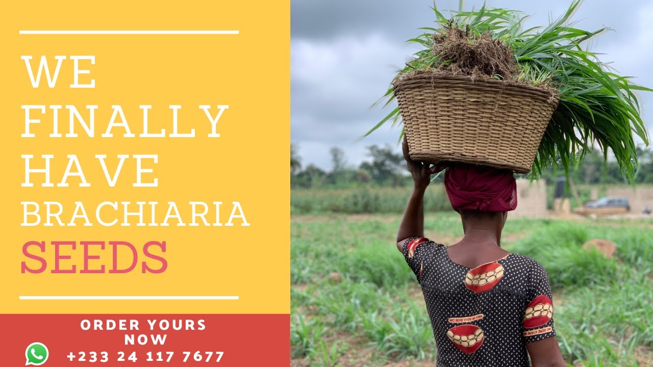 African Livestock Savior - Semanhyia Grass