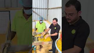 Super Premium Turmeric Powder #spices #health #food #startup #turmeric #youtubeshorts