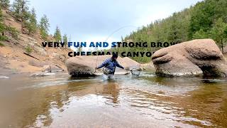 Cheesman Canyon, Very fun and strong Brown Trout - Peter's catch