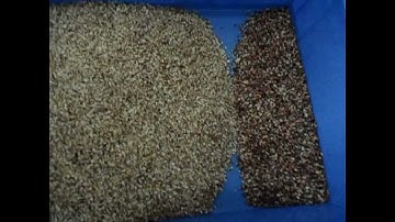shell kernel separation machine walnut Color sorter