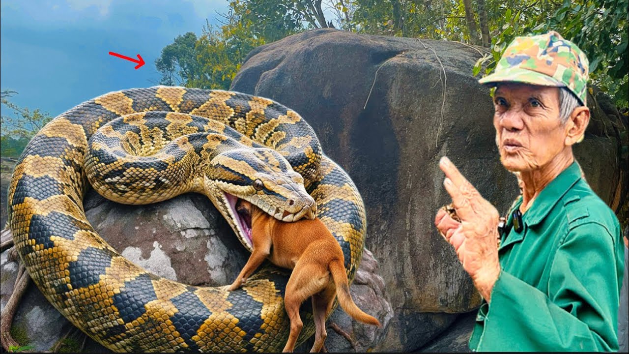 Thật giả sự việc chú Úc kể con NAi Núi Té giếng sao đó hoản hồn khi rắn hổ mây chúa xuống kiếm 