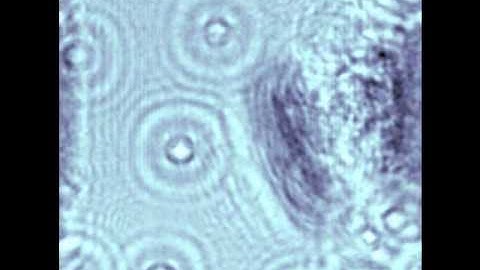 First Paramecium Hologram Reconstruction Video