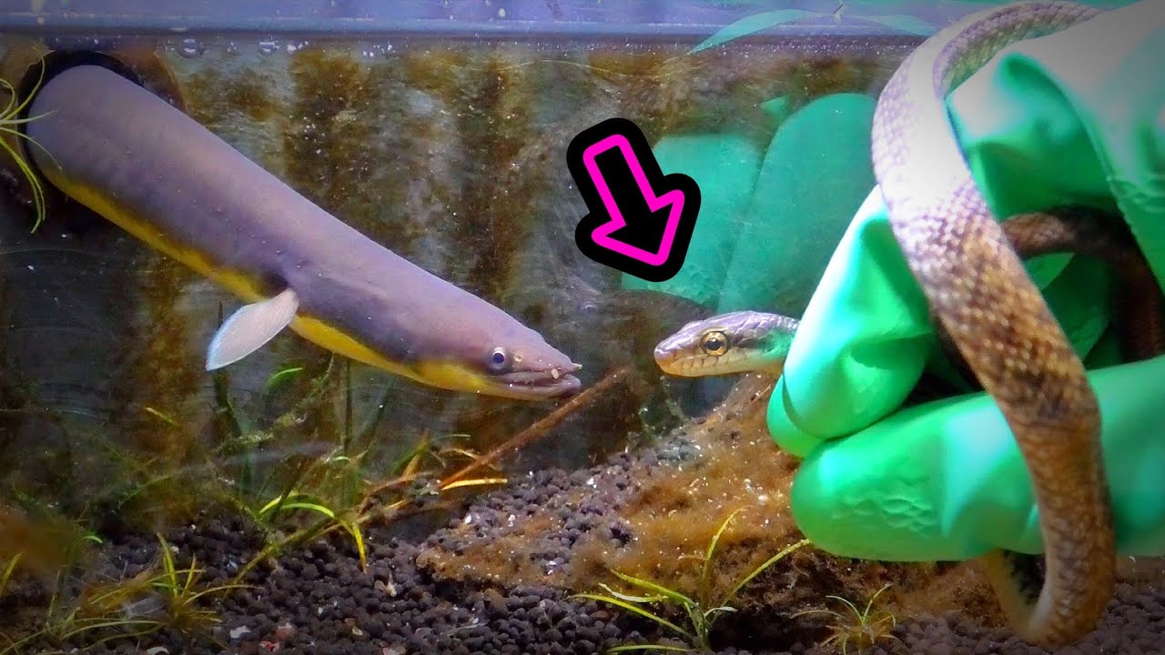 玄関でヘビを捕まえたので…