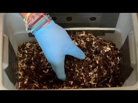 Found a Cocoon & an Increasing Population in my Tiny Worm Bin Feeding #12 | Vermicompost Worm Farm