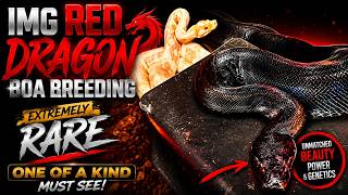 CREATING DRAGONS! 🔥 IMG RED DRAGON BOA BREEDING