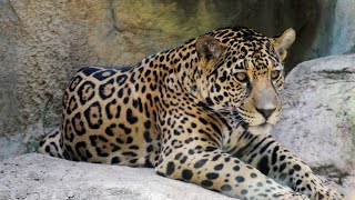 Differences Between Jaguars and  Leopards?