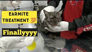 Ear Mites Treatment in Cats & Dogs | Earmite Sign in Cats | How to clean Cat's Ear