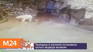 Уборщица зоопарка остановила белого медведя веником - Москва 24 Уборщица зоопарка остановила белого медведя веником - Москва 24