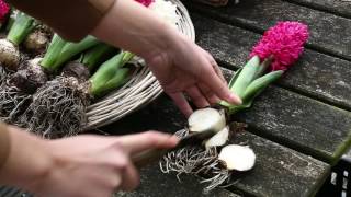 Comment confectionner des bouquets parfumés de jacinthes