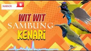 MASTERAN SOGON MATERI WIT - WIT SAMBUNG KENARI DURASI PANJANG‼️#sogon #sogongacorngobra #sogongacor