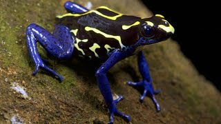 The Most Beautiful but Deadliest Frogs on the Planet Earth | Top 10 Central