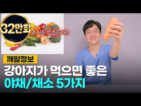 강아지가 먹으면 좋은 야채, 채소 5가지 (급여시 주의사항)