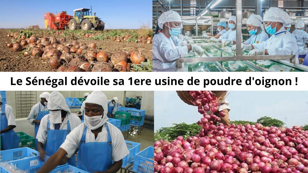 Le Sénégal dévoile avec fierté sa première usine de poudre d'oignon !