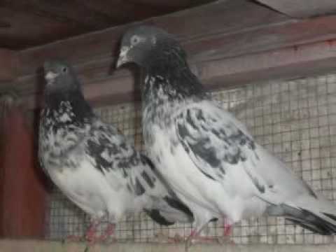 aslam's breeding pigeons 2009