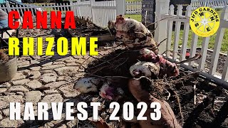 Canna Rhizome Harvest From Garden East 2023