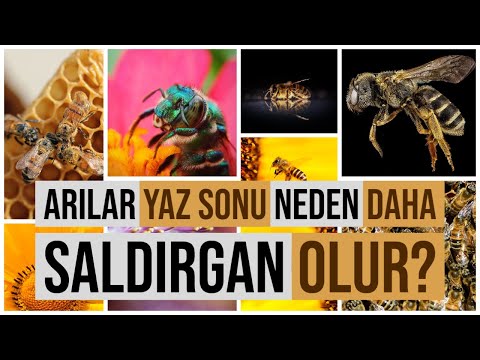 Arılar Neden Yaz Sonu Daha Saldırgan Olur Yaban Arıları Belgeseli "Arı Korkusu"