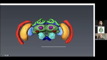 How Honey Bees Think - Prof. Andrew Barron