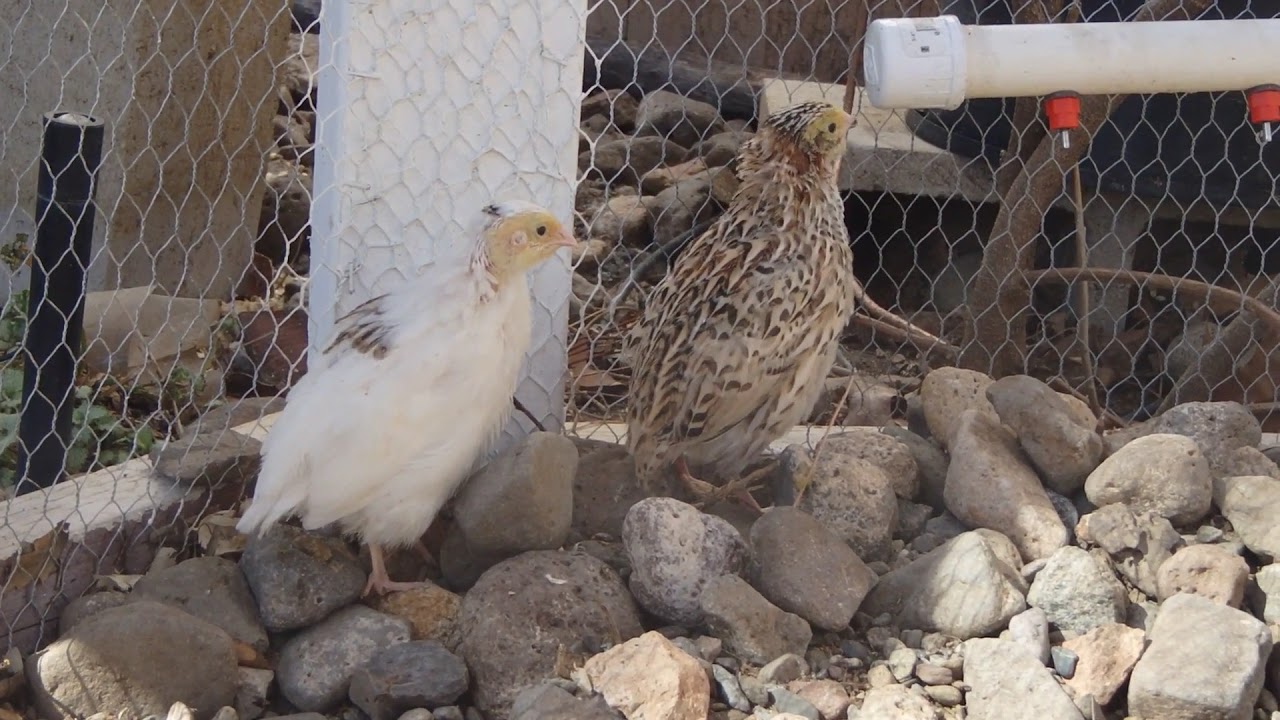 Coturnix Quail Male Calling 