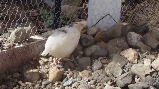 Coturnix Quail Male Calling screenshot 5