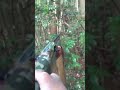【実銃射撃】突進して来る猪を撃つ・凄い狩猟シリーズNo.1・本編リンクはコメント欄に!